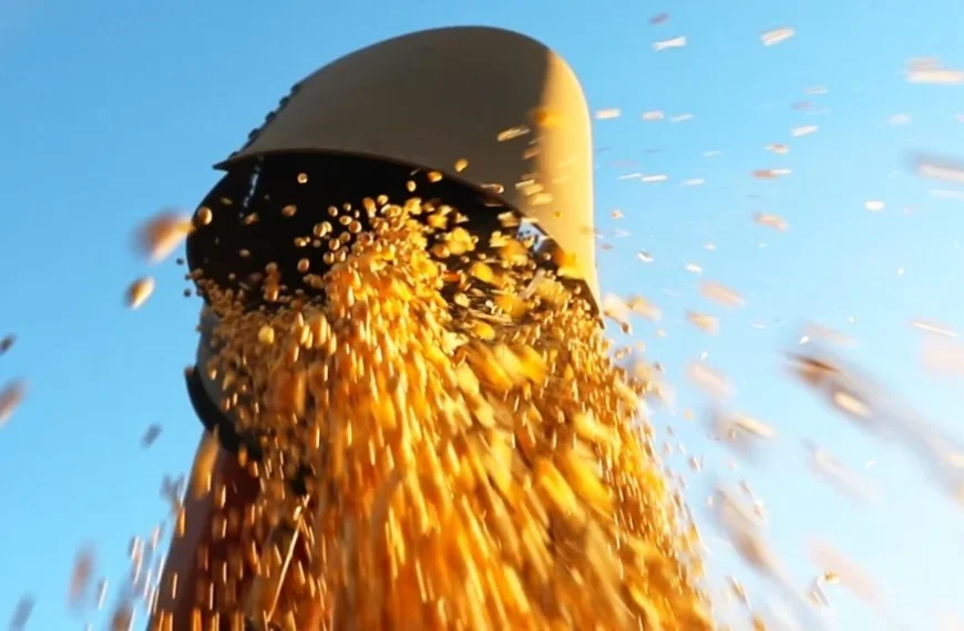 Queda nos preços faz produtores de soja adiarem vendas