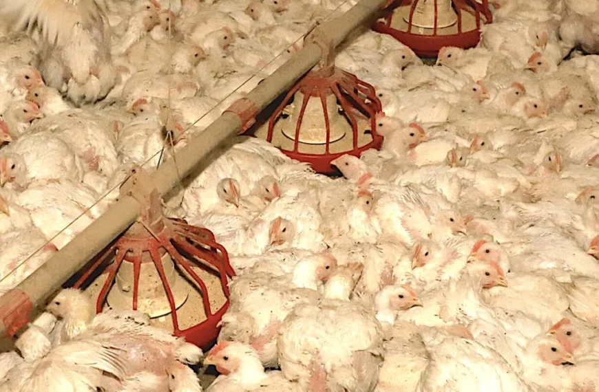 Prazo de 28 dias para Brasil ficar livre da gripe aviária já começou