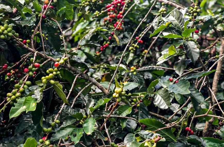 Safra de café deve crescer 2,7% e chegar a 56 milhões de sacas em 2025