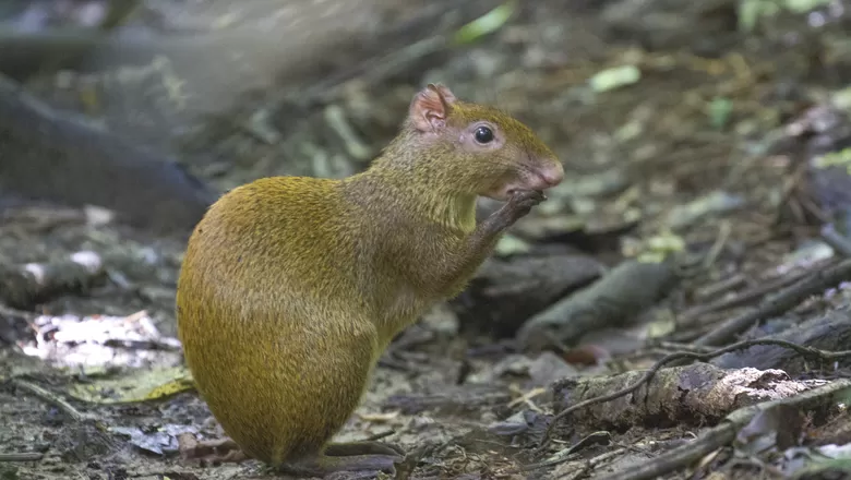 Lei: Cutia do Cerrado e Arte Viva Jardim são…