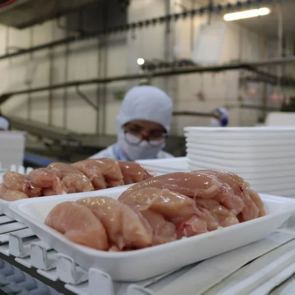 Exportações de carne de frango de todo o…