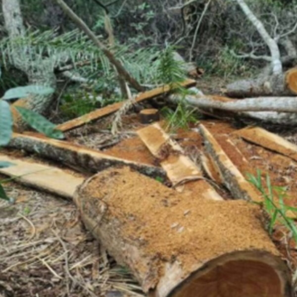 Crime ambiental: MP apura corte ilegal de árvores…