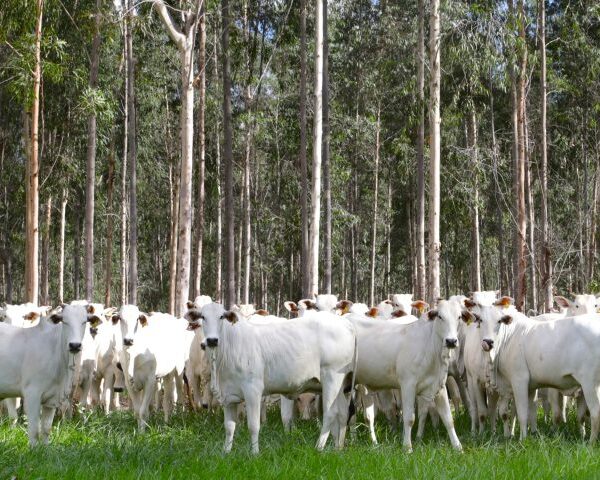 Trânsito de bovinos de MS para todo o&hellip;