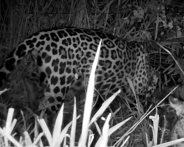 Onça Miranda, tratada pelo Cras e depois solta&hellip;