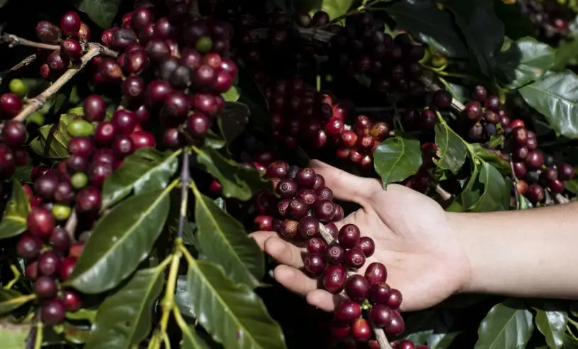 Café: Cotações operam nas menores…