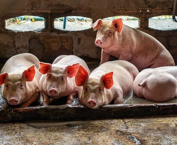 Suínos: preços do vivo aumentam e insumos ficam&hellip;