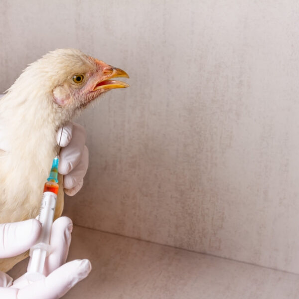 Brasil comunica à OMSA o fim do vazio&hellip;