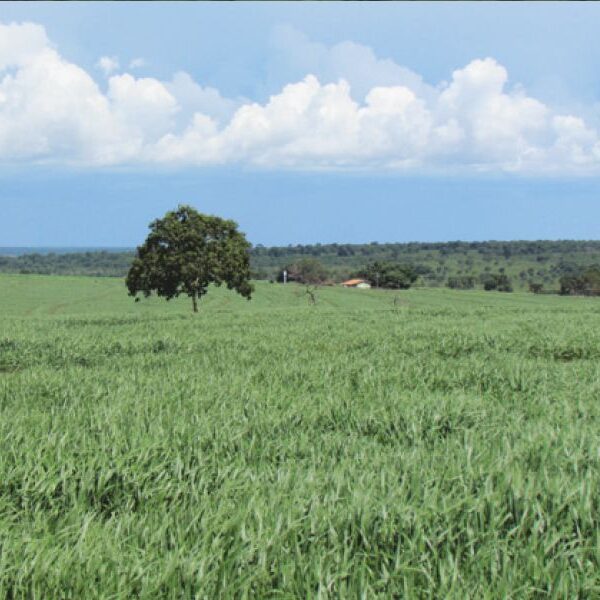 Verdana Agropecuária anuncia investimentos para ampliar integração de…