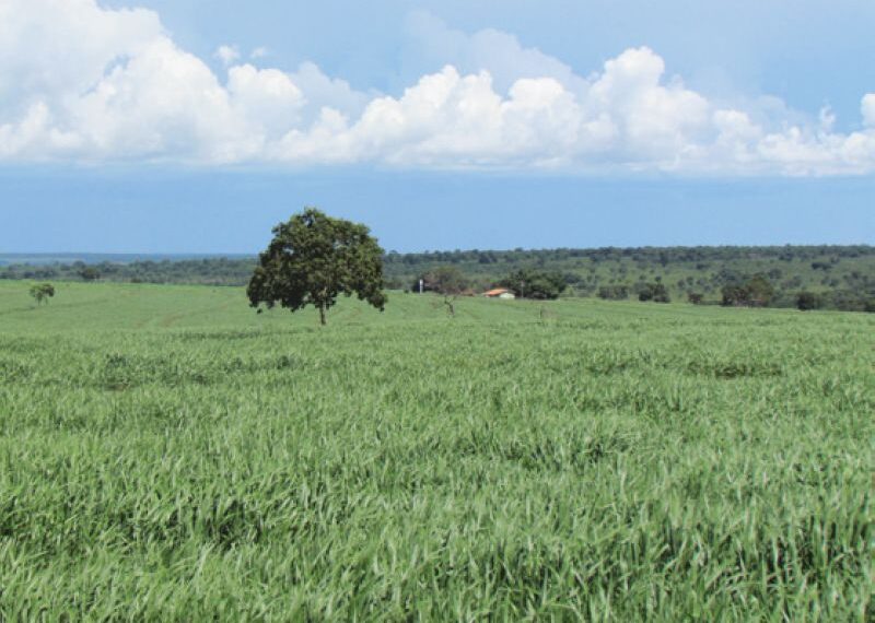 Verdana Agropecuária anuncia investimentos para ampliar integração de…