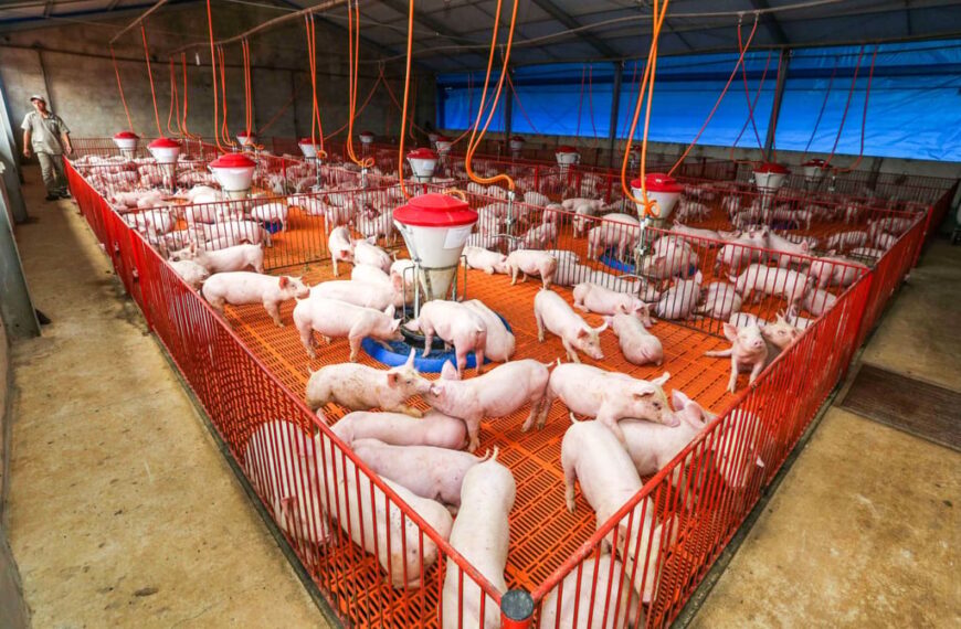 Exportações de carne suína crescem…