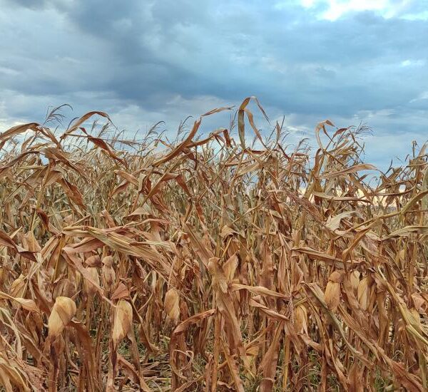 Colheita do milho foi impactada pela chuva em&hellip;