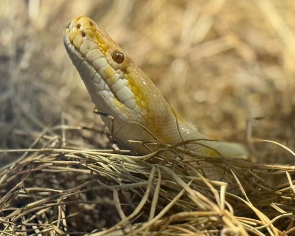 Bioparque Pantanal celebra Dia Mundial da Cobra com&hellip;
