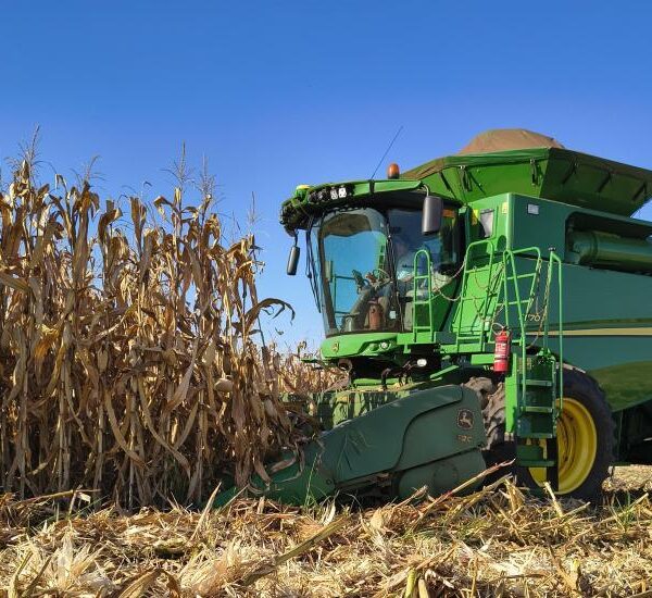 Colheita do milho segunda safra registra atraso em&hellip;