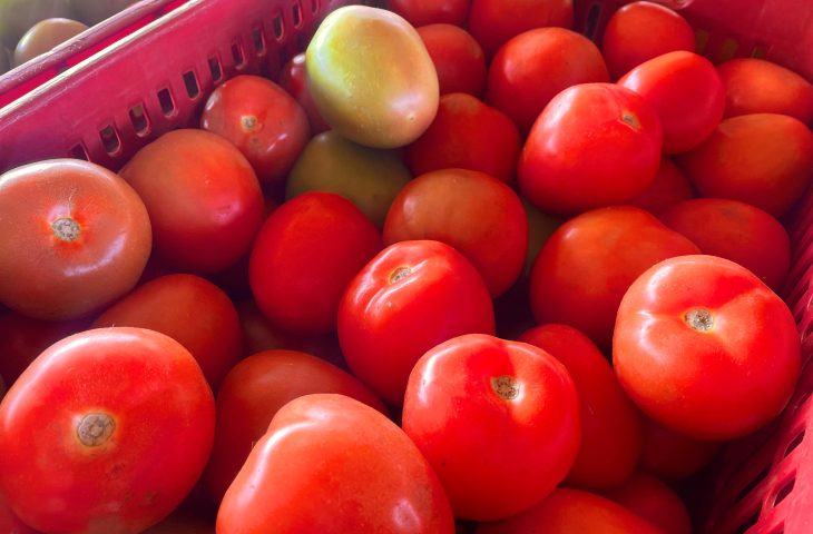 Alface e tomate estão mais baratos enquanto pepino segue em alta na Ceasa-MS