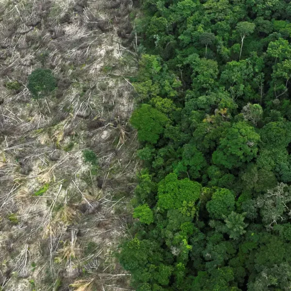 Brasil perdeu 111,7 milhões de hectares de áreas&hellip;
