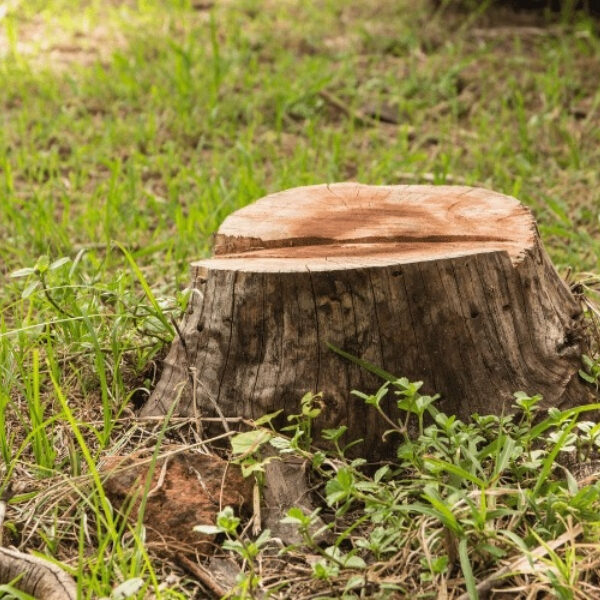 Propriedades rurais são investigadas por desmatamento em áreas&hellip;