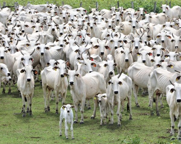Status histórico de sem aftosa é ferramenta de&hellip;