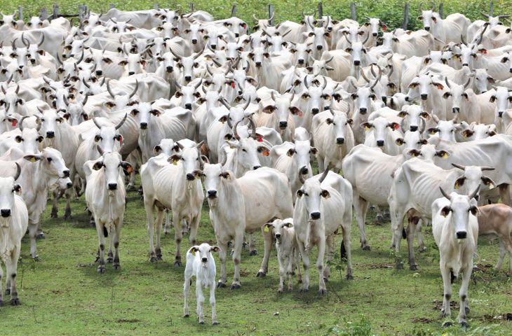 Status histórico de sem aftosa&hellip;