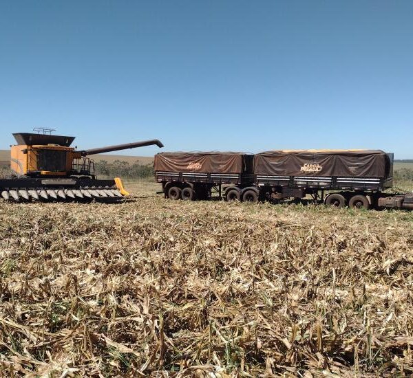 Colheita avança do milho avança e alcança 42,7%&hellip;