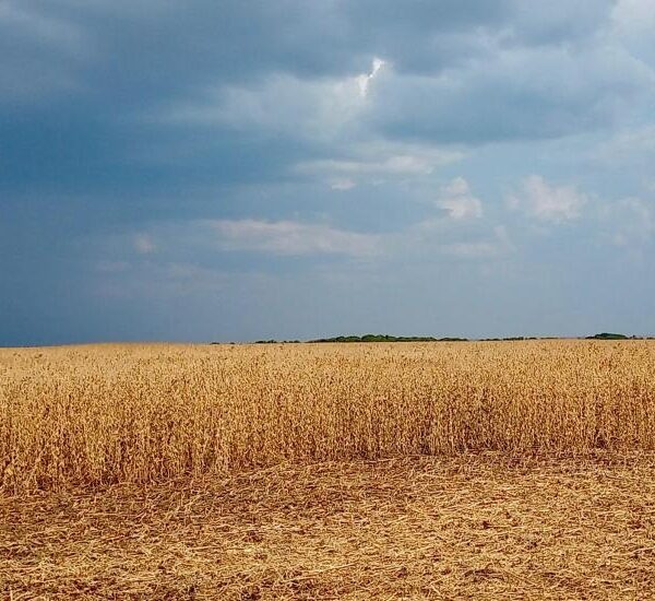 MS transforma pastagens degradadas em áreas produtivas de&hellip;