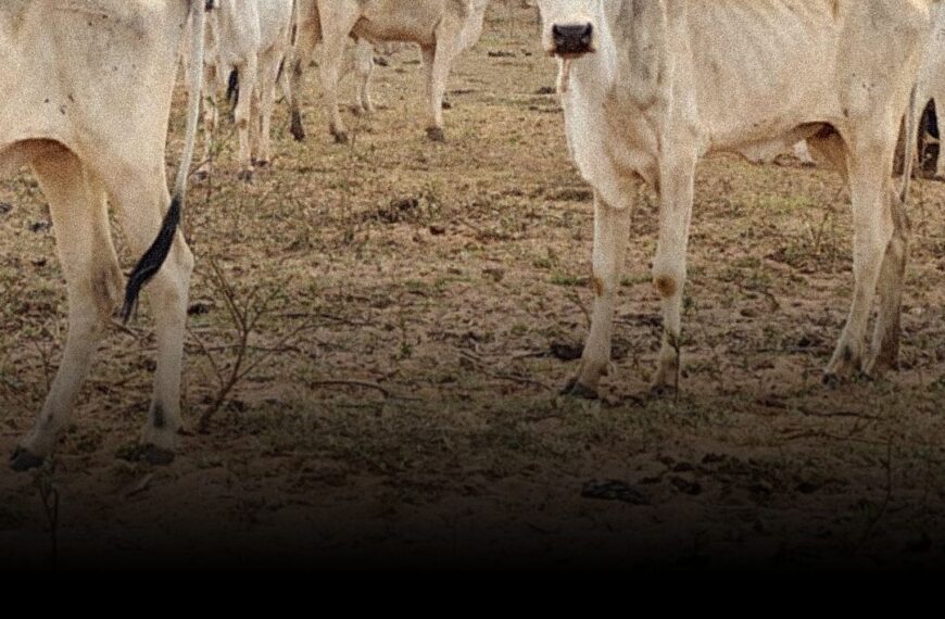 Por maus tratos com animais, fazendeiro é multado