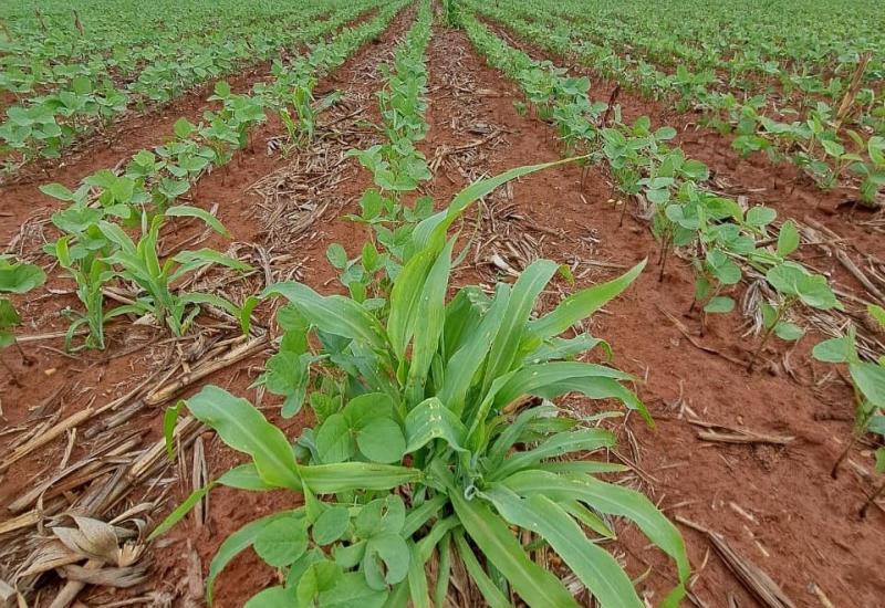 Eliminar plantas de milho tiguera…