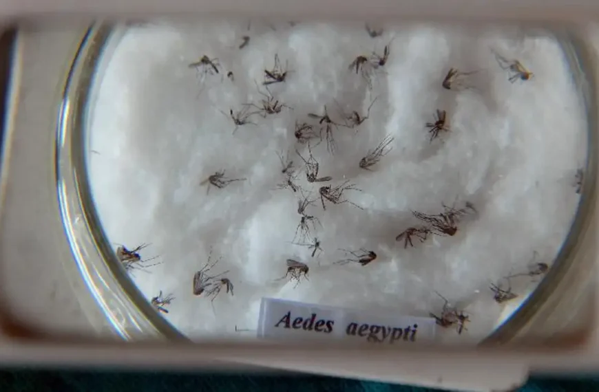 Pesquisa do Butantan padroniza nomenclatura de vírus da dengue