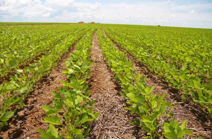 Plantio de soja chega a 14% no Brasil com PR acelerado; MT também avança