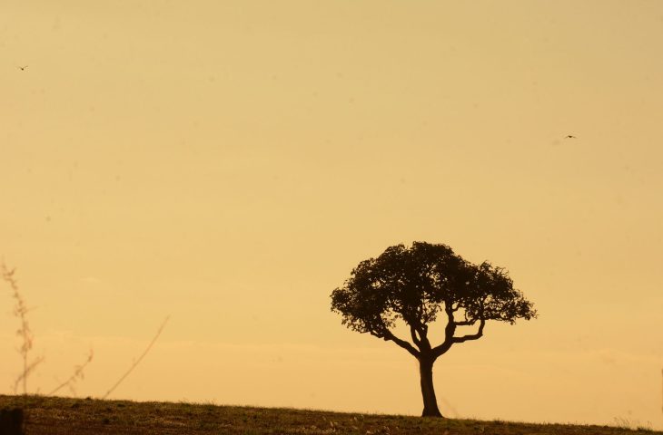 Sol e calor neste domingo…