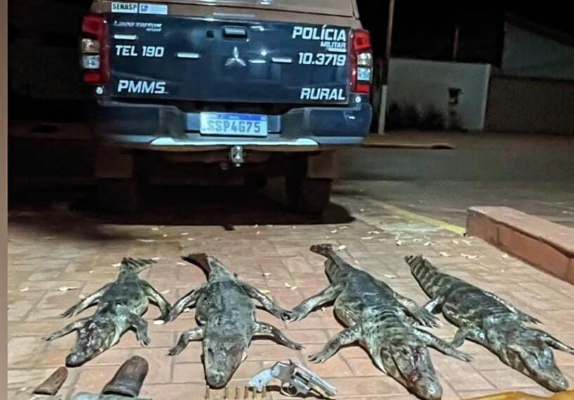 Caçadores são presos com jacarés…