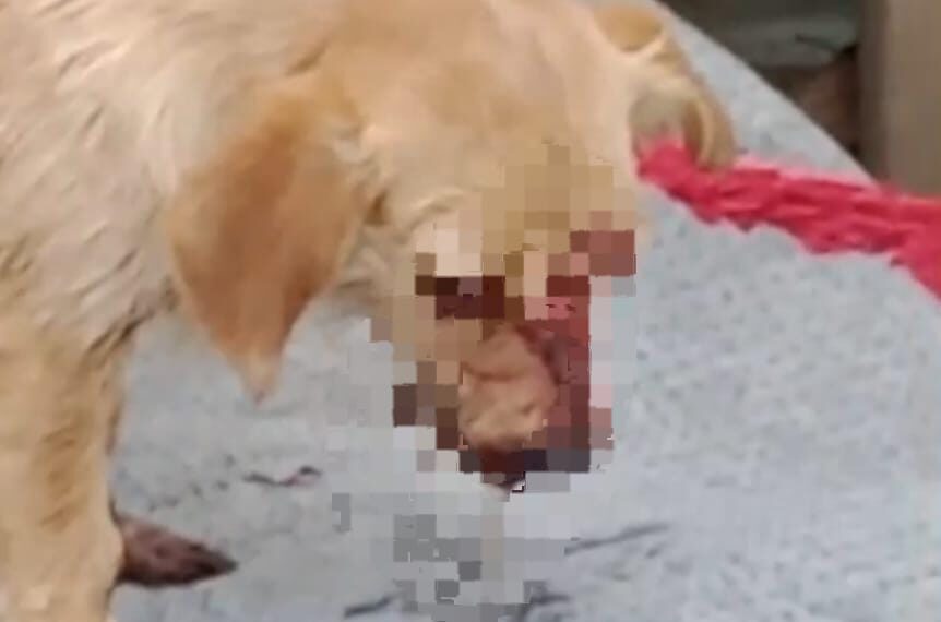Cão é brutalmente agredido em…