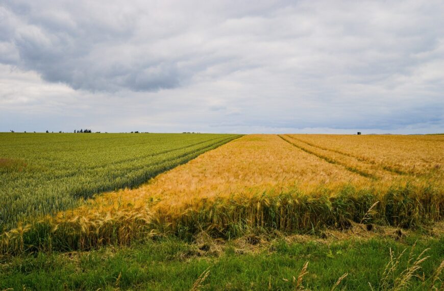 Diversidade de culturas e estrutura do solo serão foco da mesa sobre regeneração na Ponta Agrotec