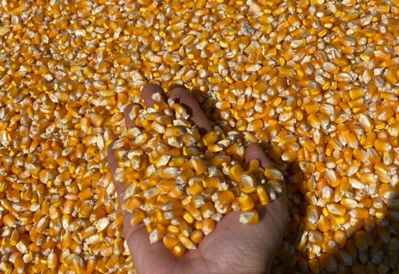 Produtividade do milho aumenta mais de 60% em MS, aponta levantamento