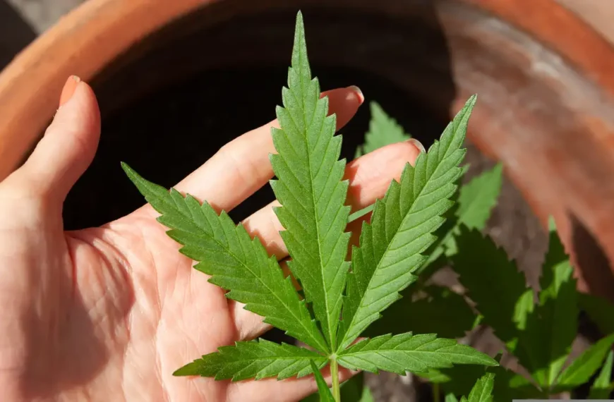 STJ adia prazo para regulamentação do plantio de cannabis medicinal