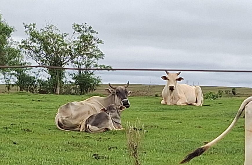 Proprietários rurais são multados por maus-tratos a animais