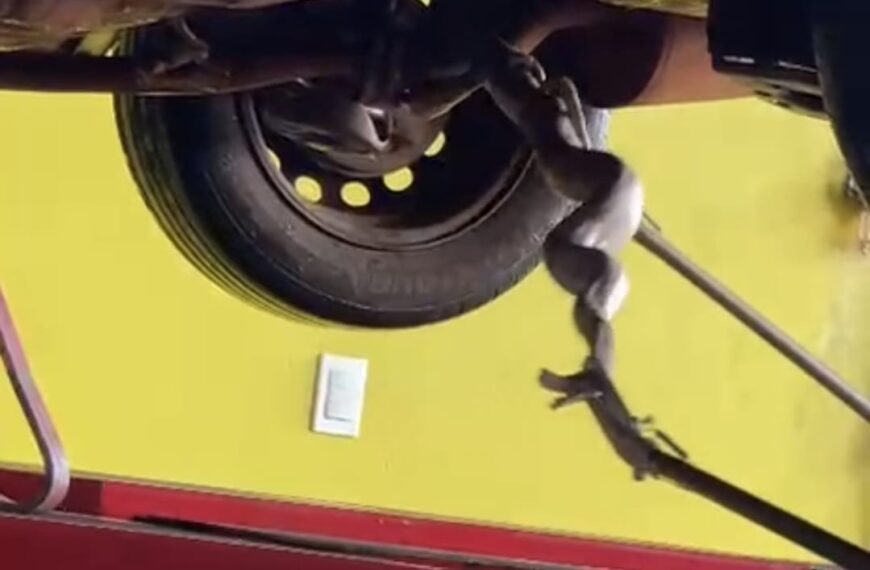 Jibóia é resgatada em um veículo em Dourados