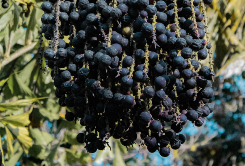 Mapa publica preços mínimos para os produtos extrativos da safra 2026