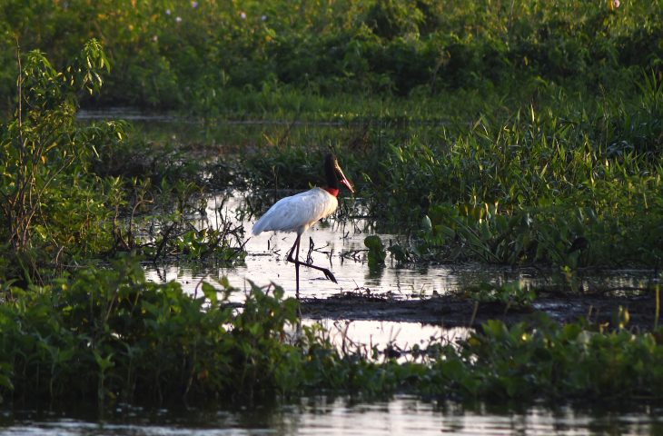 Governo consolida preservação de 126 mil hectares no Pantanal e abre nova chamada do PSA em 2026