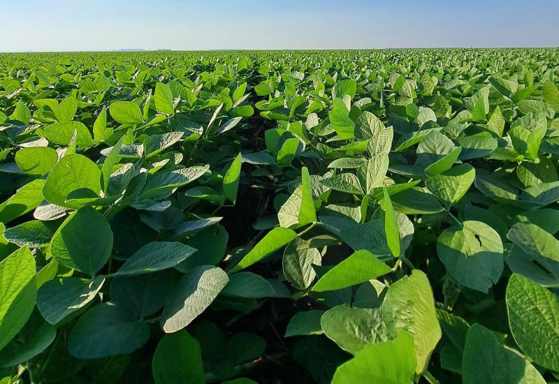 Plantio da safra de soja 25/26 é finalizado em MS; 85,7% das áreas apresentam boas condições