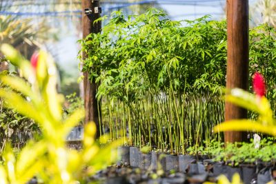 Reflorestamento e neutralização de carbono reforçam a agenda de sustentabilidade em MS