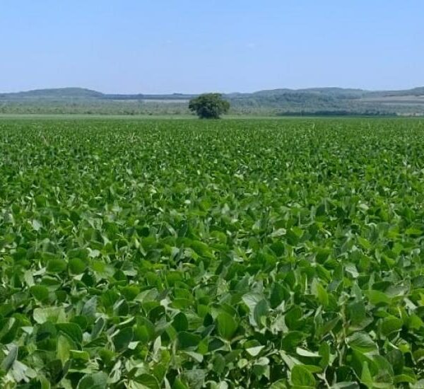 Prazo para cadastro de áreas de soja termina&hellip;