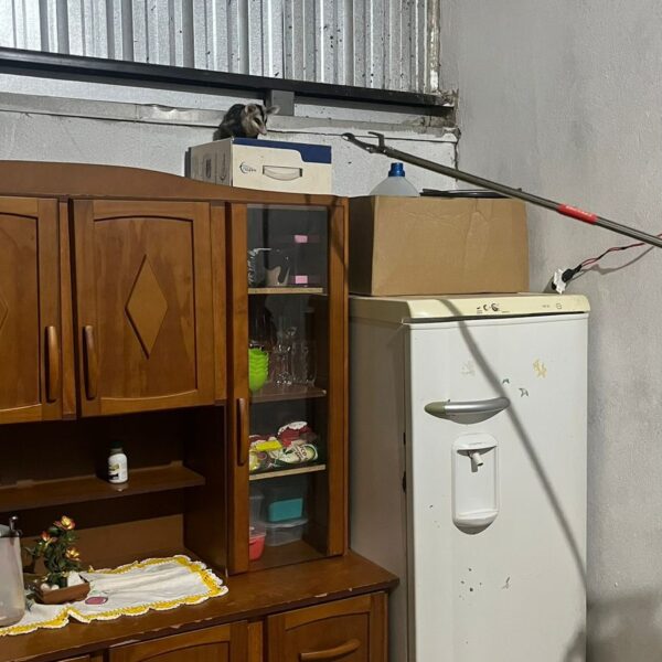 PMA de Amambai resgata gambá no interior de&hellip;