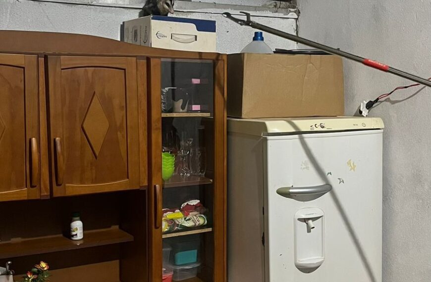 PMA de Amambai resgata gambá no interior de residência