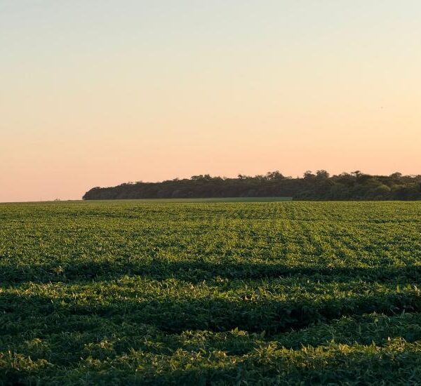 MS ganha destaque internacional com agricultura regenerativa tropical