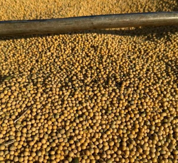 Exportações de soja e milho garantem superávit de&hellip;