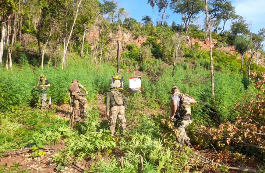 SENAD destrói acampamento do tráfico e elimina 15 toneladas de maconha na fronteira