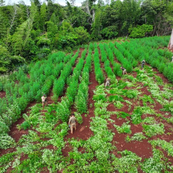 Produtores de maconha investem na mecanização das lavouras&hellip;