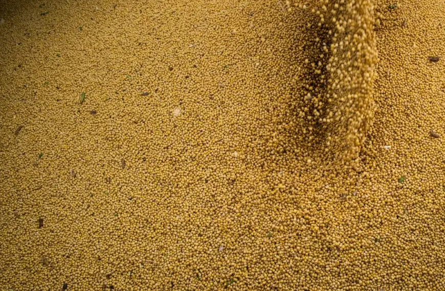 Agro cresce 11,7%, impulsiona PIB e ganha participação na economia