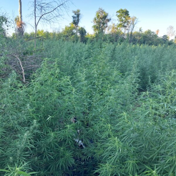 SENAD elimina cerca de 15 toneladas de maconha&hellip;