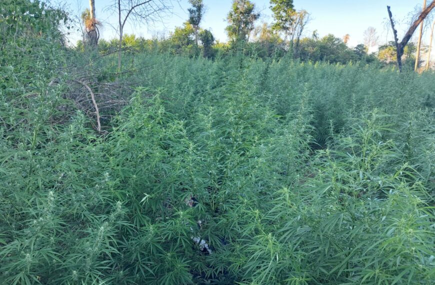 SENAD elimina cerca de 15 toneladas de maconha na fronteira